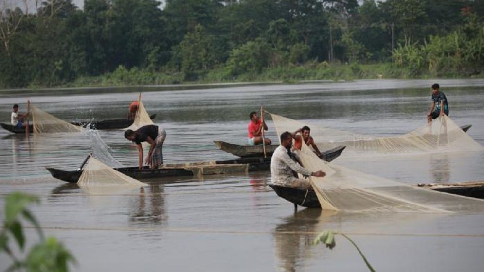 হালদায় ডিম ছাড়ছে মা মাছ
