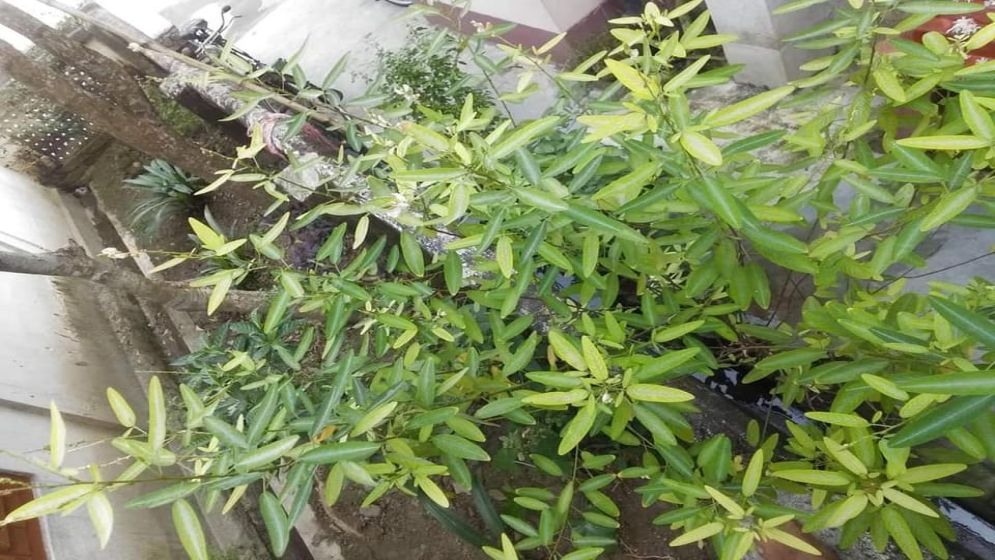শব্দে নড়ে ওঠা এক বিস্ময়কর গাছ বনচণ্ডাল