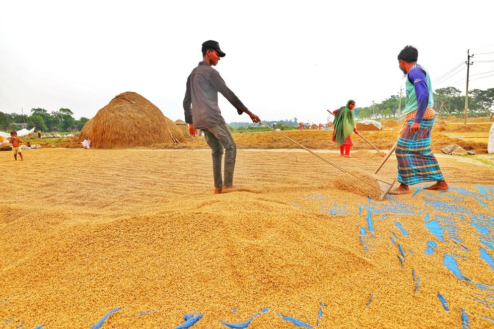 অষ্টগ্রাম হাওরে ধান মাড়াই