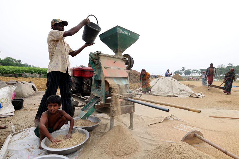 অষ্টগ্রাম হাওরে ধান মাড়াই