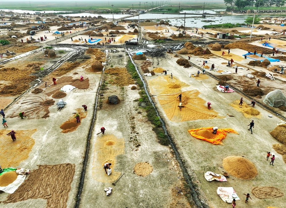 অষ্টগ্রাম হাওরে ধান মাড়াই