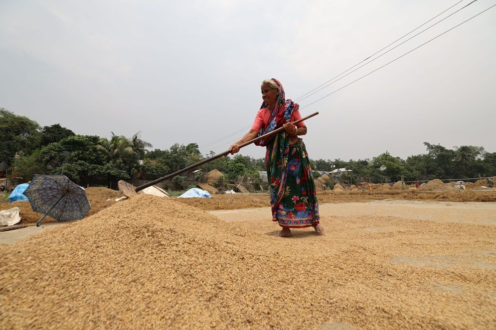 অষ্টগ্রাম হাওরে ধান মাড়াই