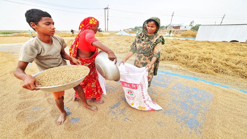 অষ্টগ্রাম হাওরে ধান মাড়াই
