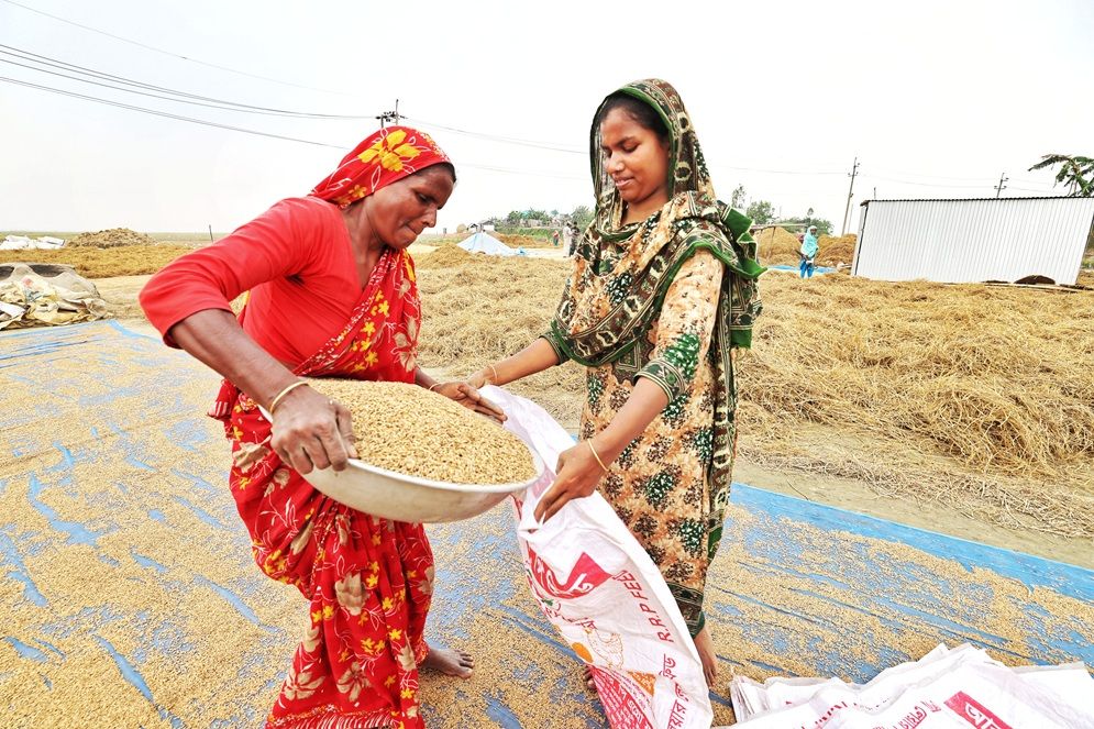 অষ্টগ্রাম হাওরে ধান মাড়াই