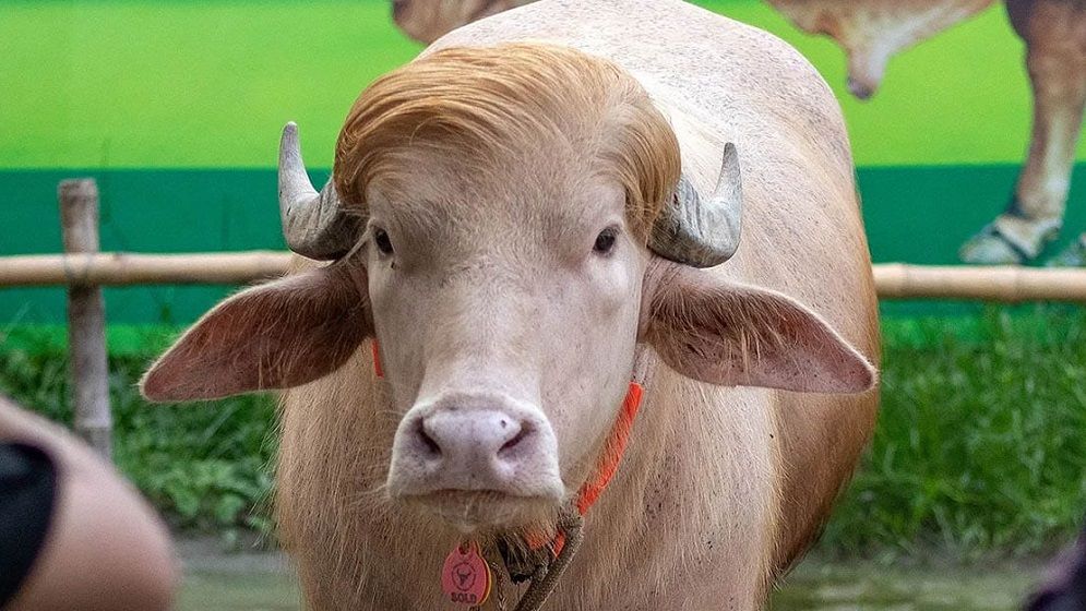 গাবতলি হাটে ডোনাল্ড ট্রাম্প— দ্য প্রেসিডেন্ট!