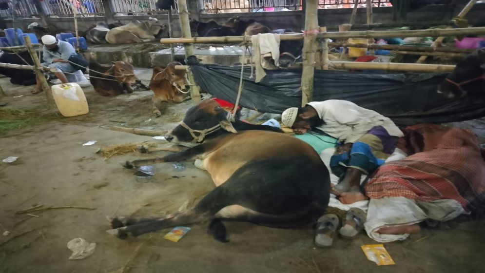 পশুর হাটে বেপারী-খামারীদের রাতযাপন