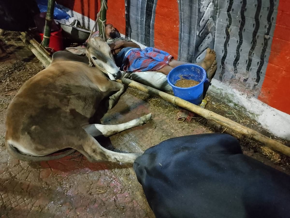 পশুর হাটে বেপারী-খামারীদের রাতযাপন