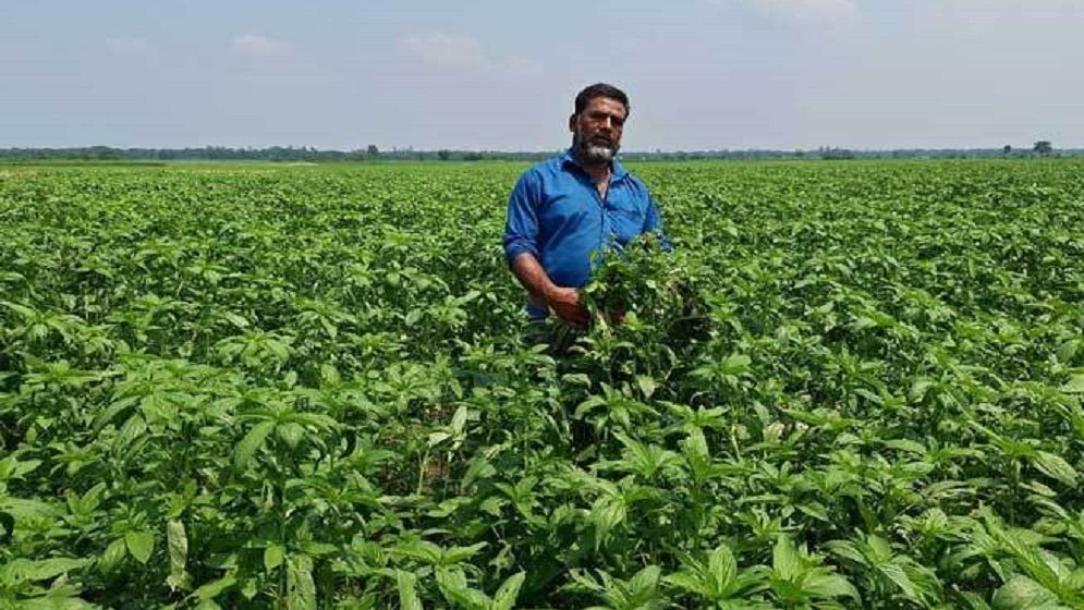বিষ প্রয়োগে সুজানগরে পাটক্ষেত বিনষ্ট